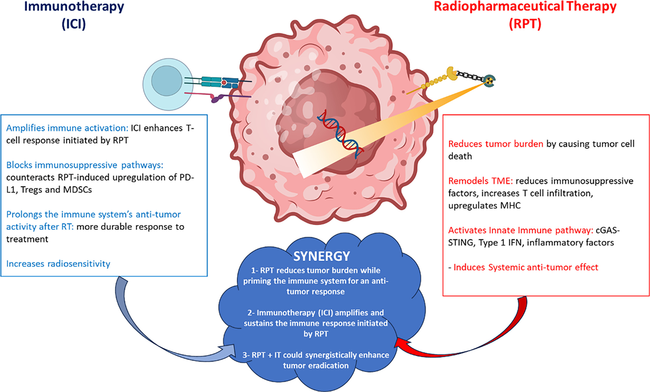 Potential synergistic interactions between radiopharmaceutical therapy and immune checkpoint inhibitors (ICIs).