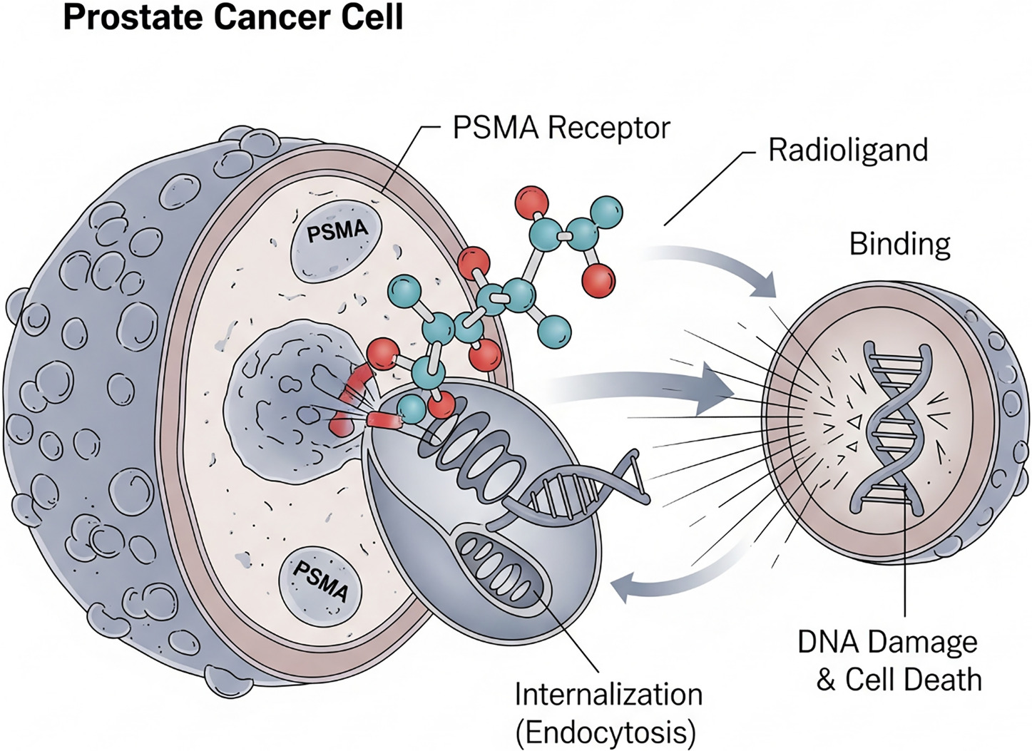 Mechanism of action for lutetium Lu 177 vipivotide tetraxetan (Pluvicto). The radioligand targets PSMA receptors on prostate cancer cells, is internalized through endocytosis, and releases β particles intracellularly, inducing DNA damage and cell death. Each prostate cancer cell can ingest (internalize) multiple radioligands.