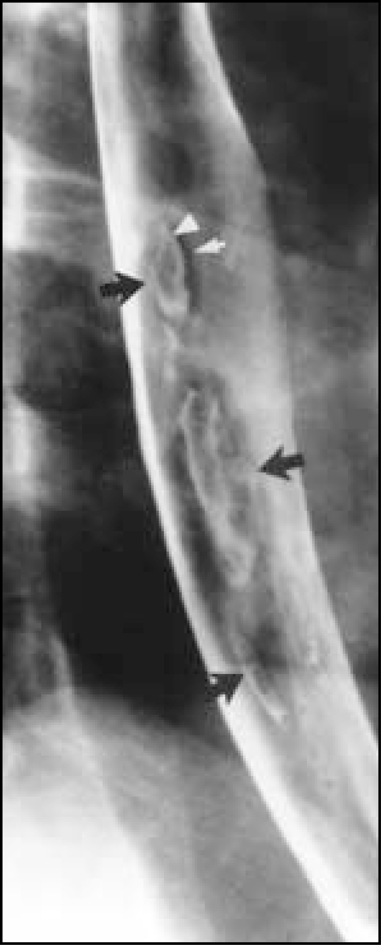 FIGURE 3.