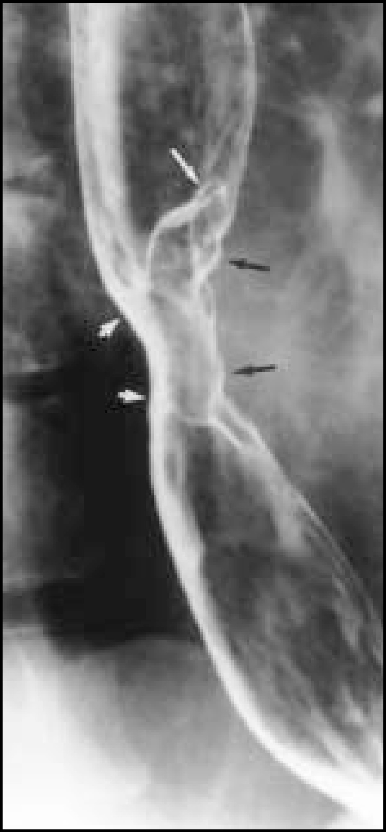 FIGURE 12.