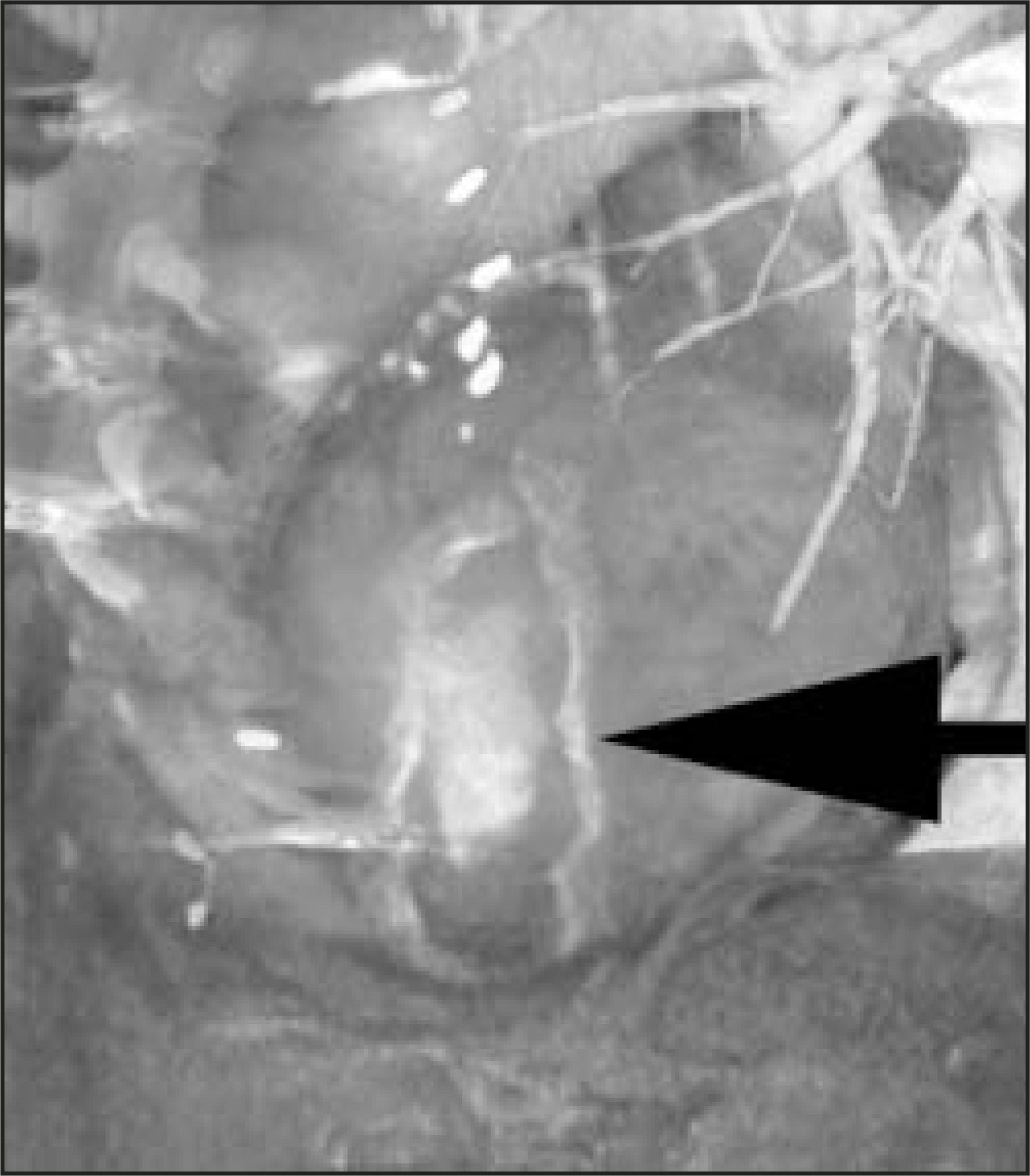 FIGURE 13.