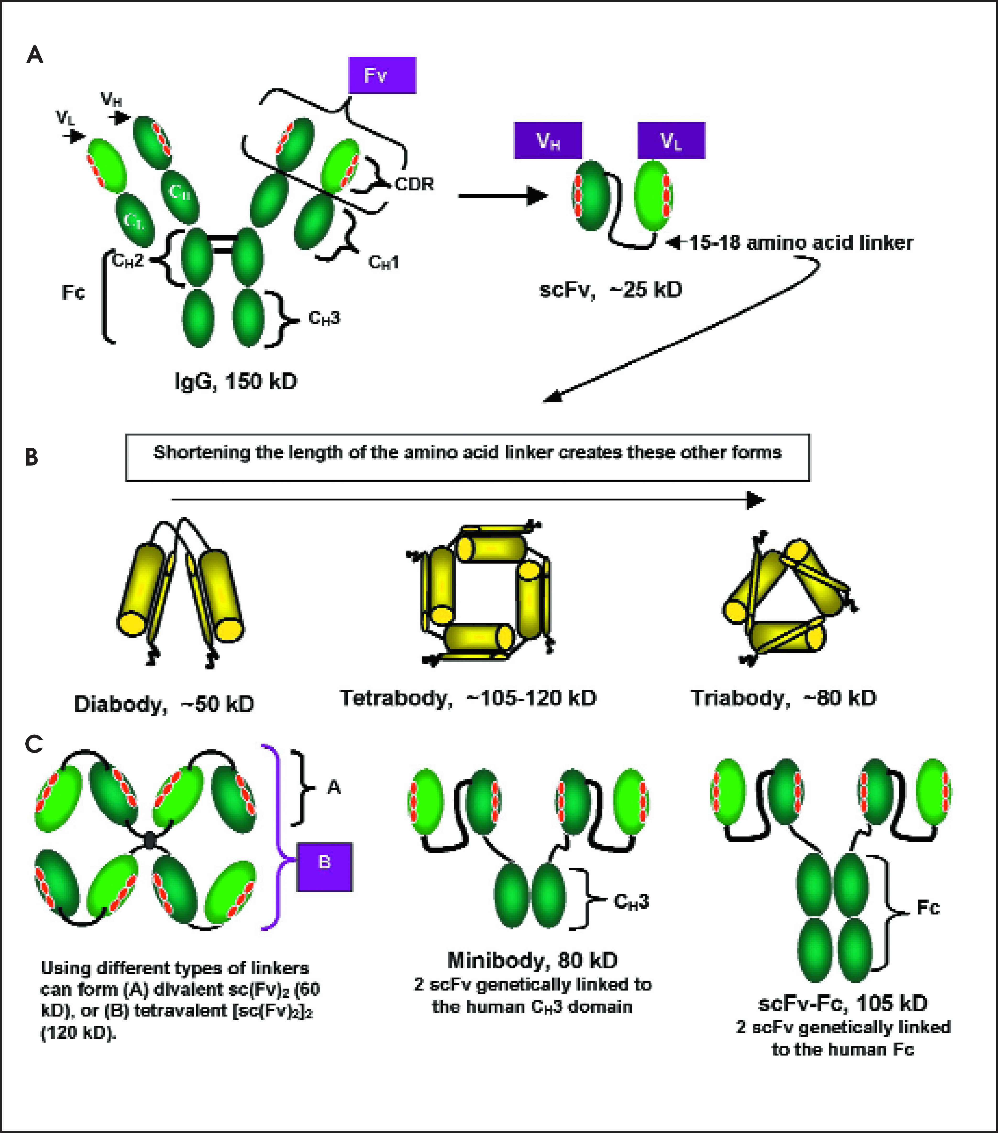 FIGURE 11.