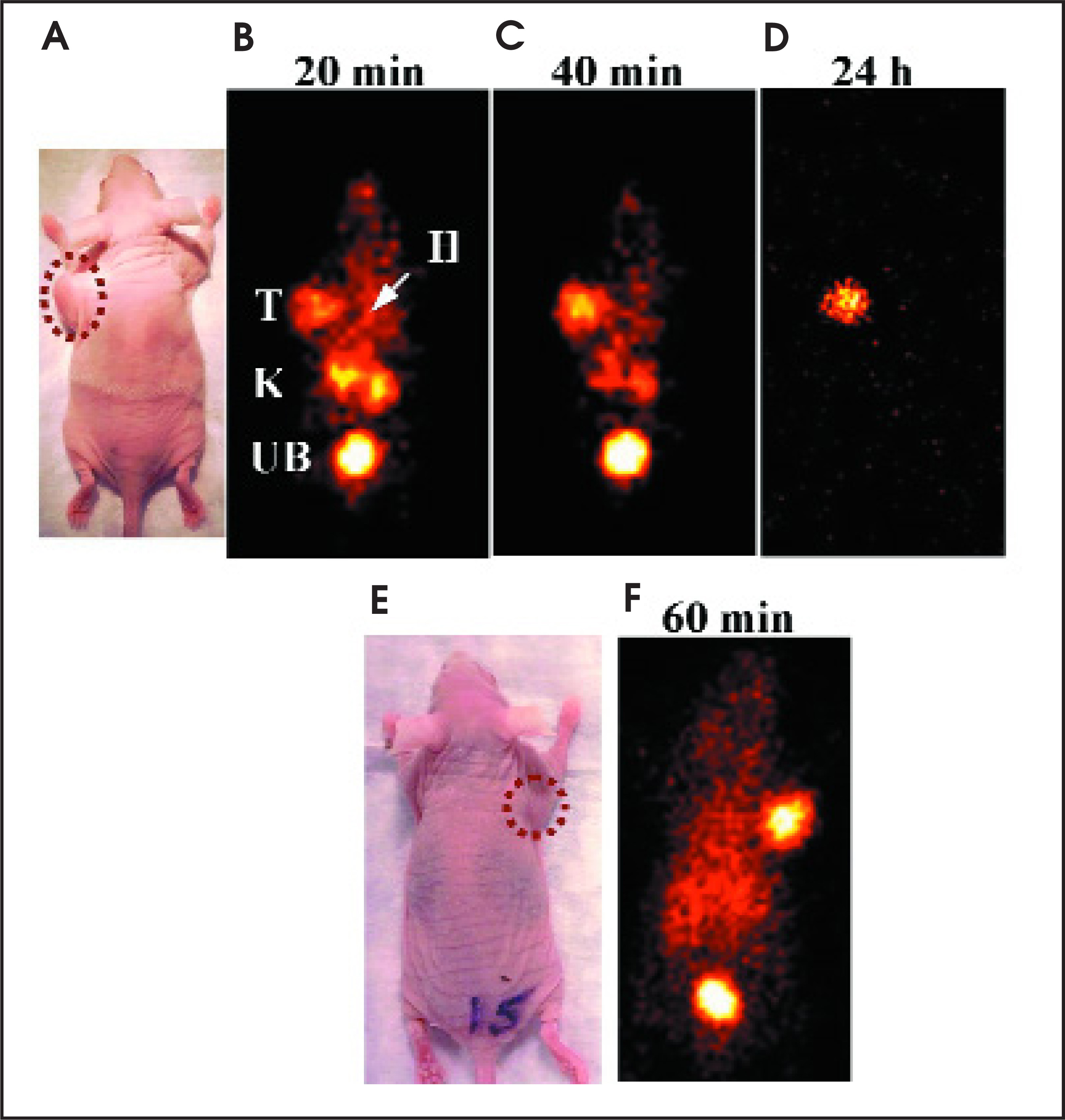 FIGURE 13.
