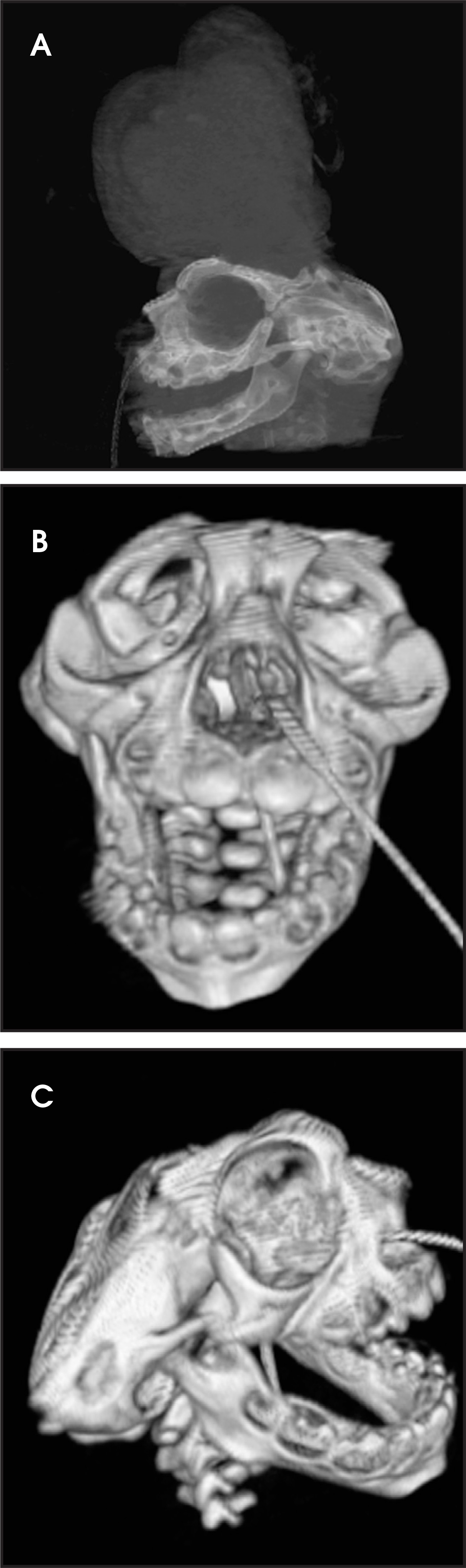 FIGURE 2.