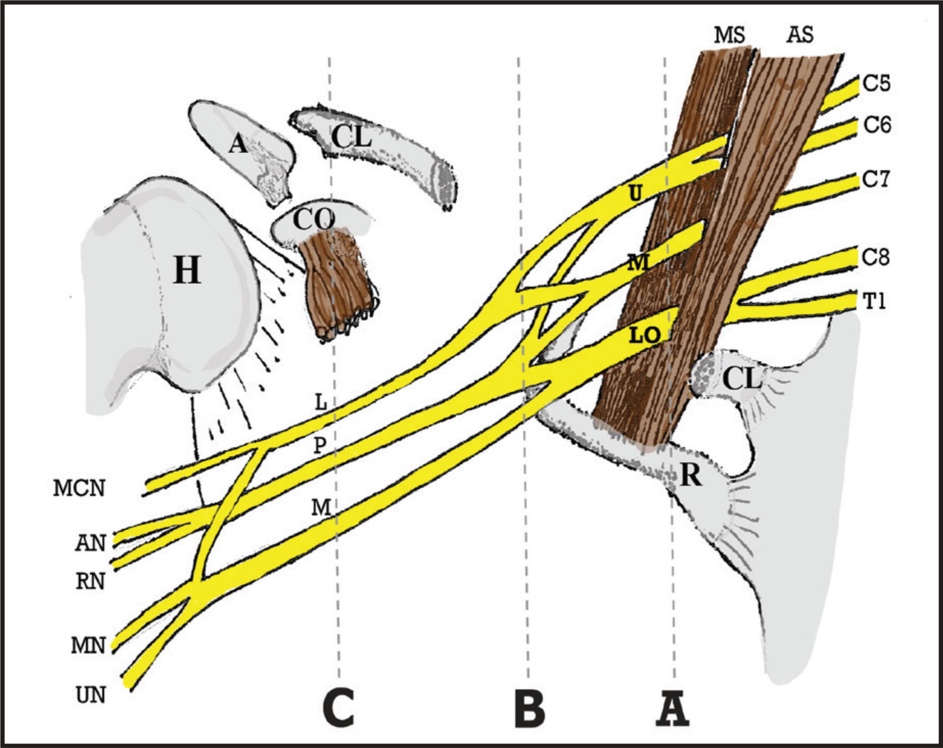 FIGURE 1.