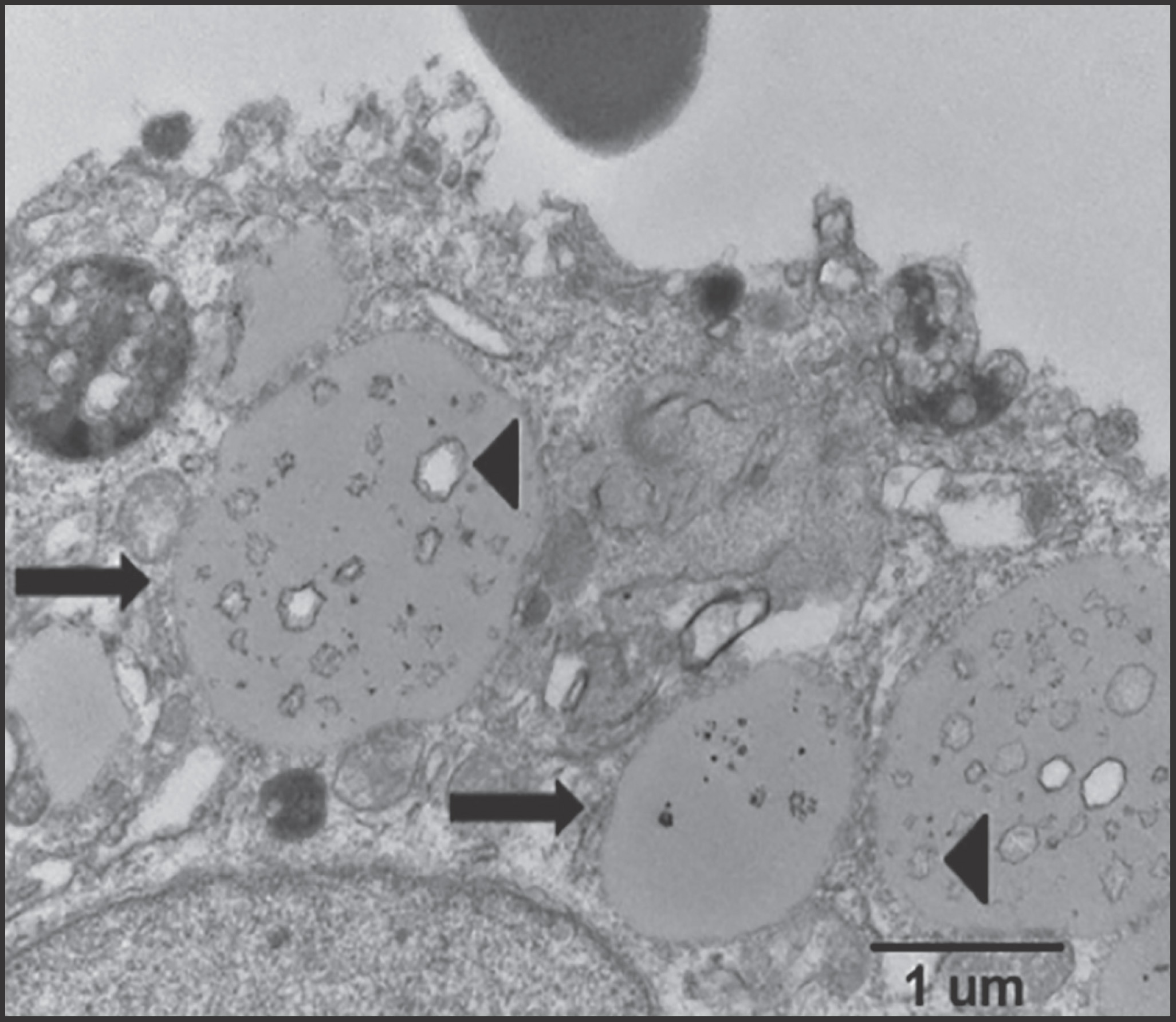 FIGURE 13.