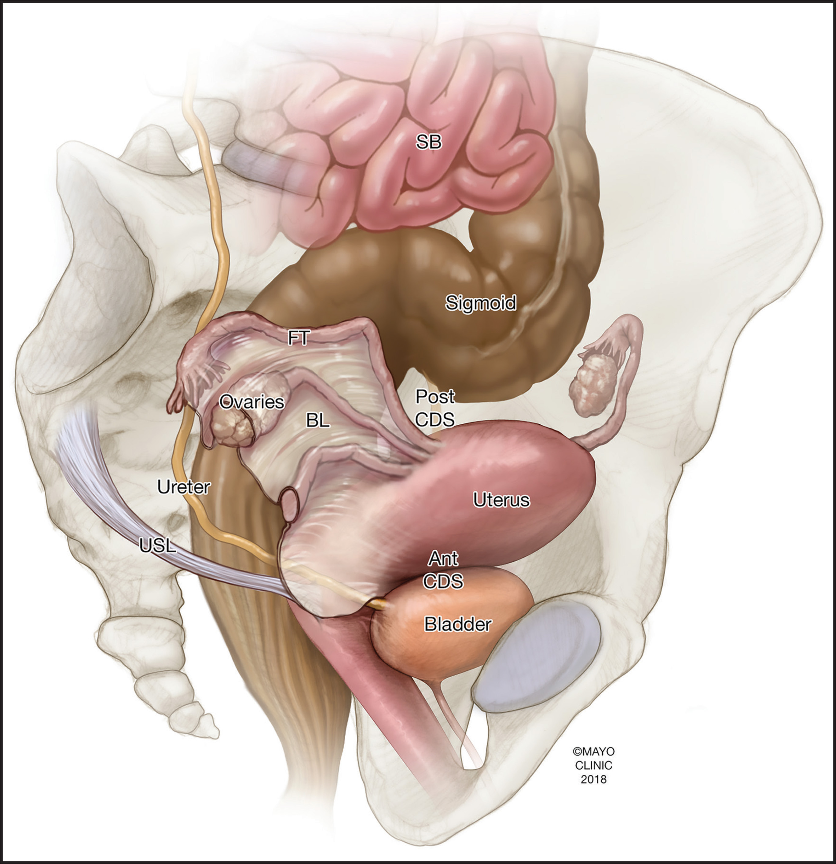 FIGURE 1.
