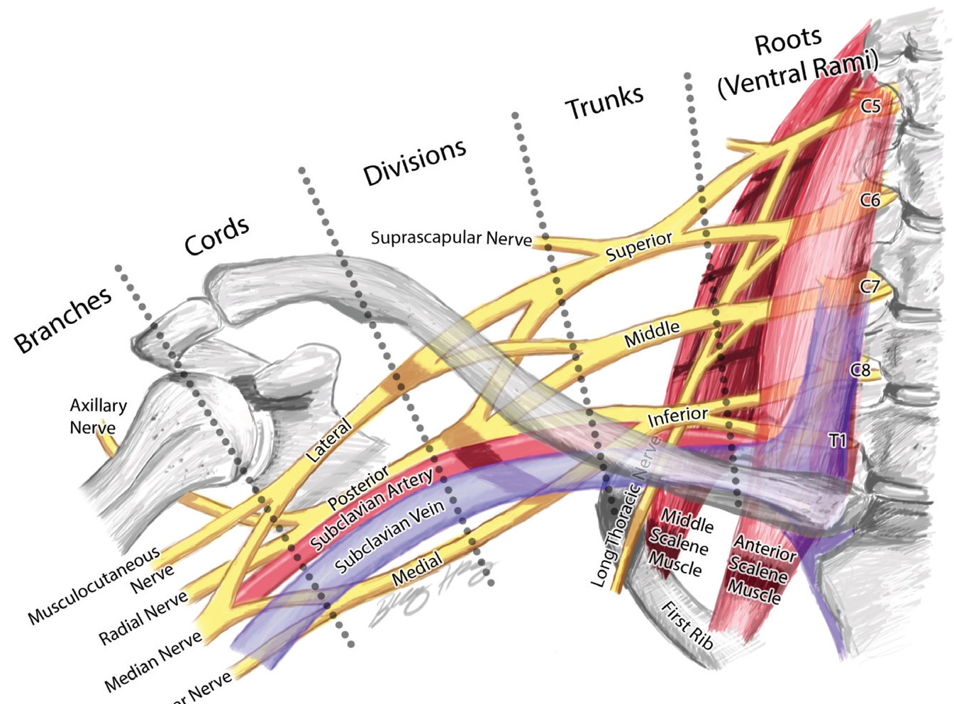 FIGURE 1.