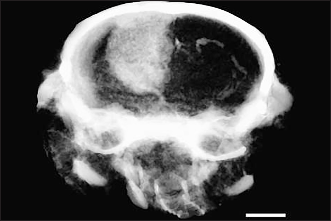 FIGURE 1.