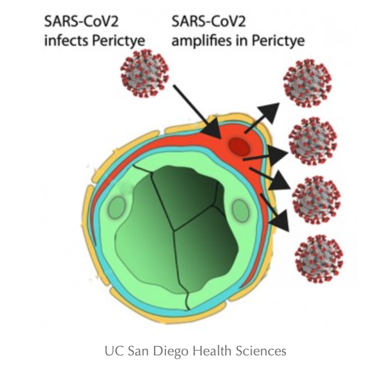 Stem Cell Model Demonstrates Potential Entry Route of SARS-CoV-2 into Brain