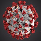 Covid-19 Infection Not Tied to Worsening Symptoms in MS Patients