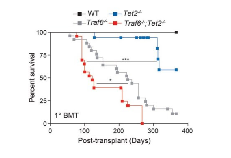 Gene Blocks Progression of AML in Mice