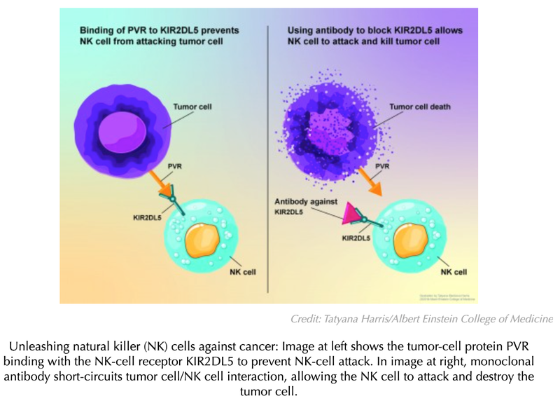Using Natural Killer Cells Could Bolster Immune-Checkpoint Therapy