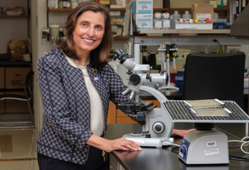 Researchers Find Molecular Targets that Curb Obesity and Fatty Liver Diseases