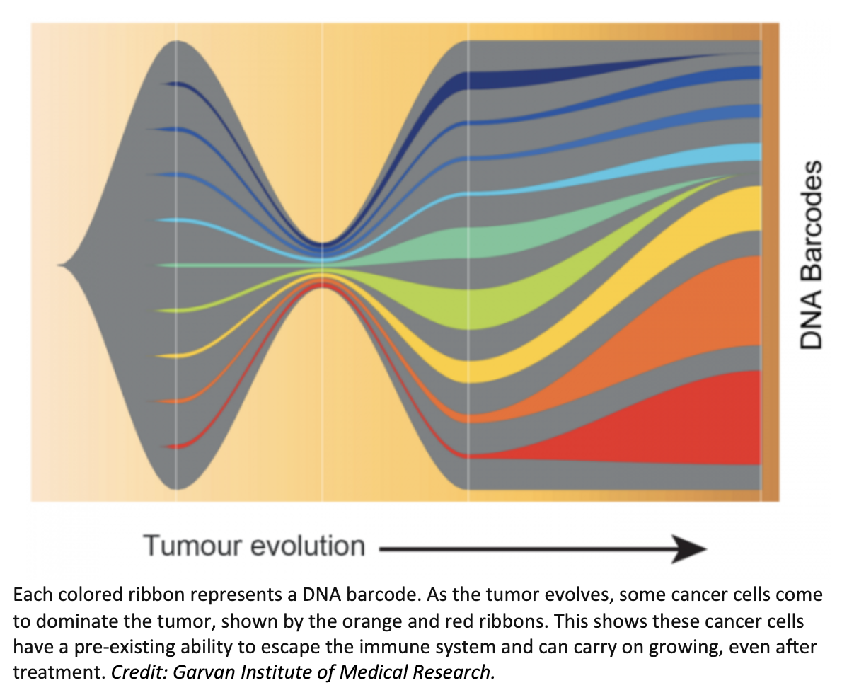 DNA Barcoding Exposes How Some Cancer Cells Evade the Immune System