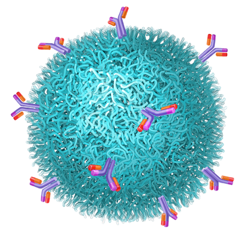 MagSense HER2 MR Imaging Agent Found Safe, Tolerable in Phase I Study