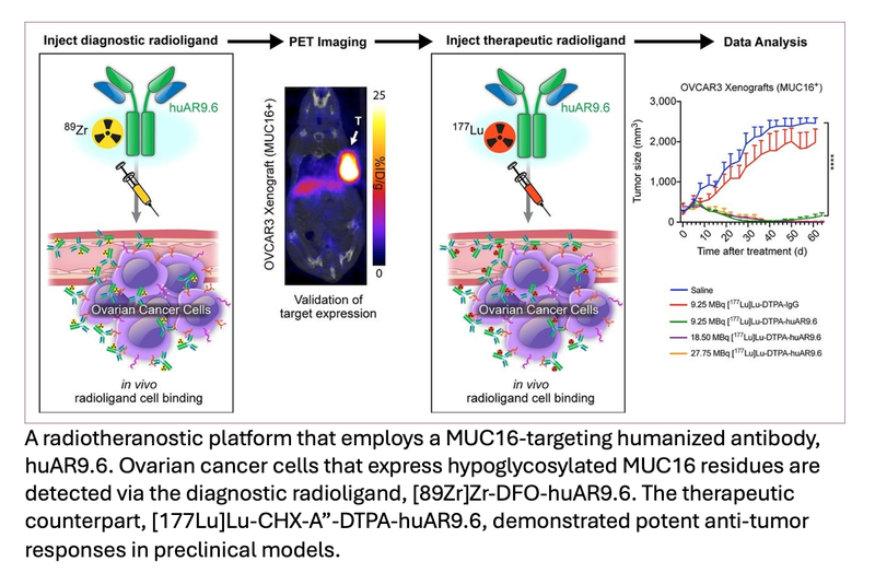 Theranostic Tool Detects, Treats Ovarian Cancer Noninvasively