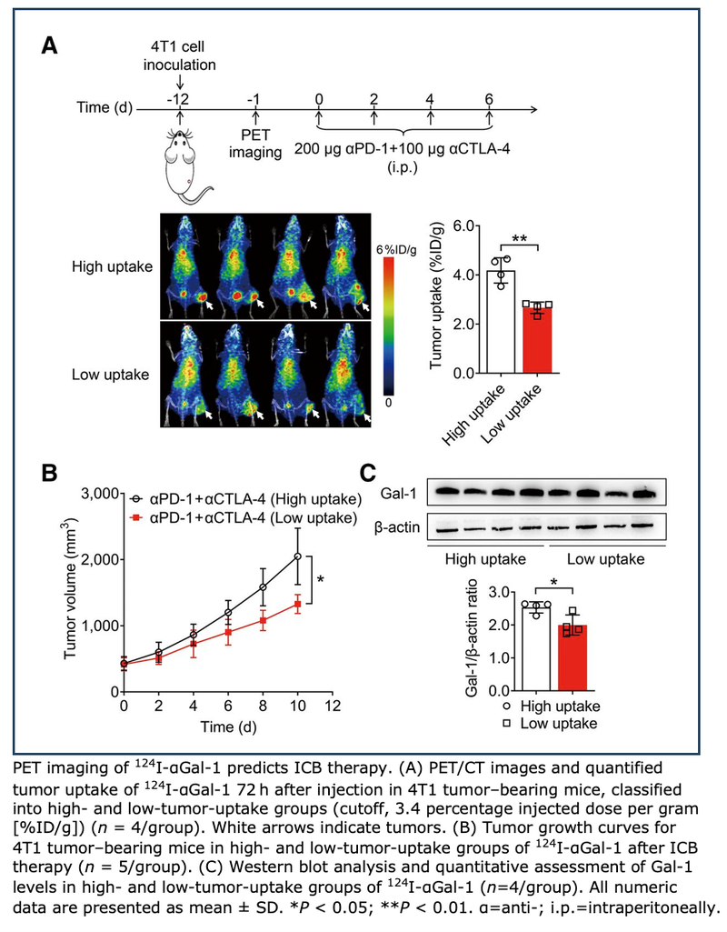 PET Biomarker Predicts Success of Immune Checkpoint Blockade Therapy