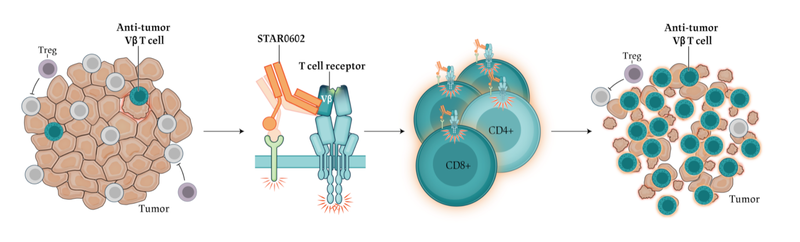 FDA Fast Tracks T-Cell Agonist for PD-1 Resistant Colorectal Cancer Tumors