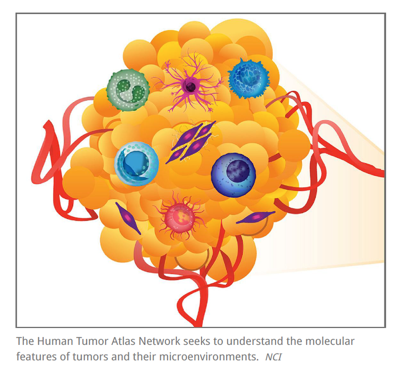 NIH-Funded Scientists Find Clues to Precancer and Tumor Biology