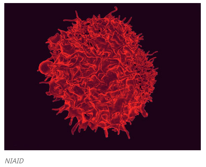 Investigational mRNA Vaccine Induced Persistent Immune Response in Pre-Clinical Trial of Pancreatic Cancer Patients