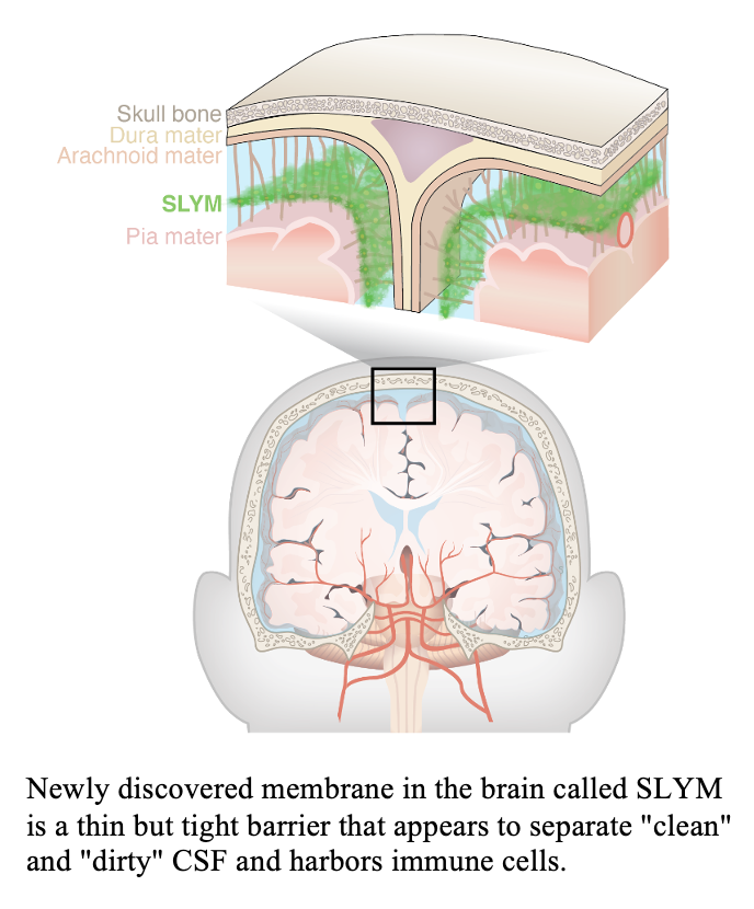 Newly Discovered Brain Anatomy Protects and Monitors the Brain