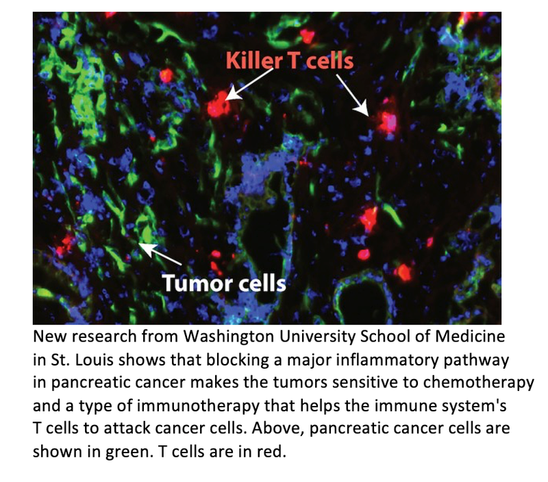 Mouse Study Shows Novel Treatment Makes Pancreatic Cancer Susceptible to Immunotherapy