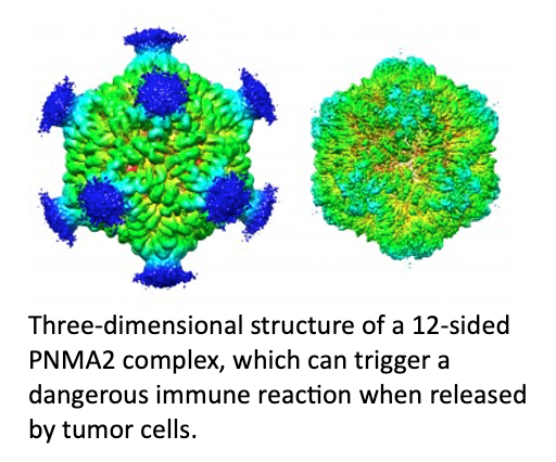 Virus-Like Protein May Explain Cancer-Induced Memory Loss