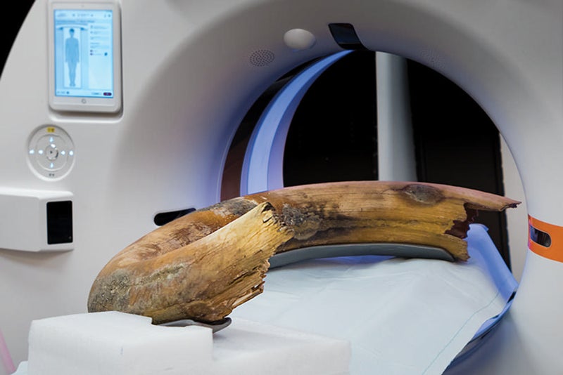 Wooly Mammoth Tusk Images Captured in One Full CT Scan