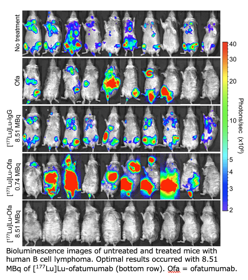 Radioimmunotherapy Cures Human Non-Hodgkin Lymphoma in Preclinical Model