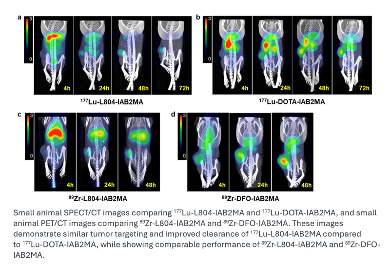 New Chelating Agent Lowers Toxicity in PSMA Radiopharmaceutical Therapy