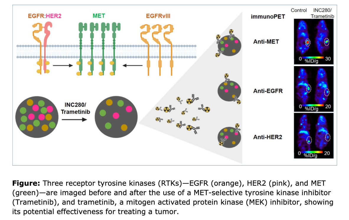 Clinicians Gain Early Insight using Immuno-PET to Evaluate Tumor Response from Targeted Therapy