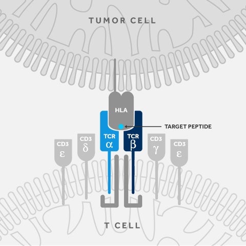 New Clinical Trial Will Investigate KK-LC-1 TCR-T Against Multiple Solid Tumors