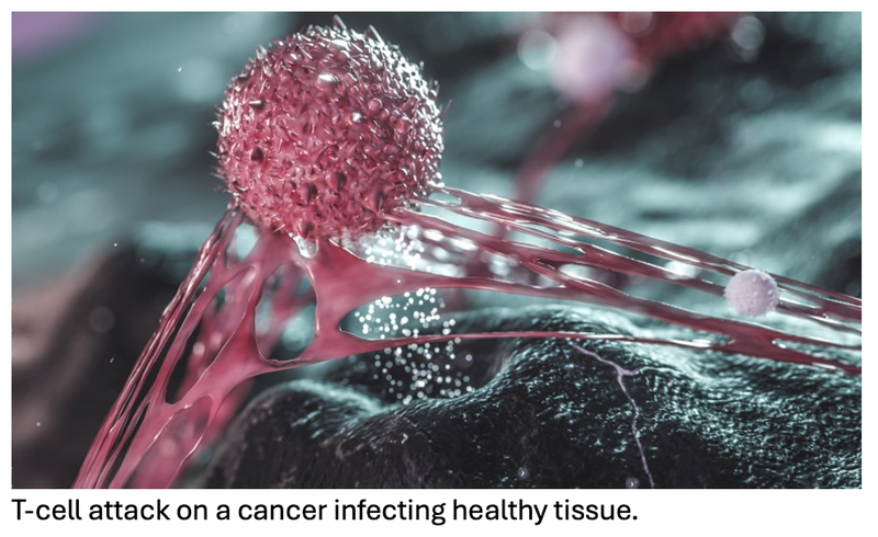 Computer Model Identifies Tumor-Fighting Immune Cells