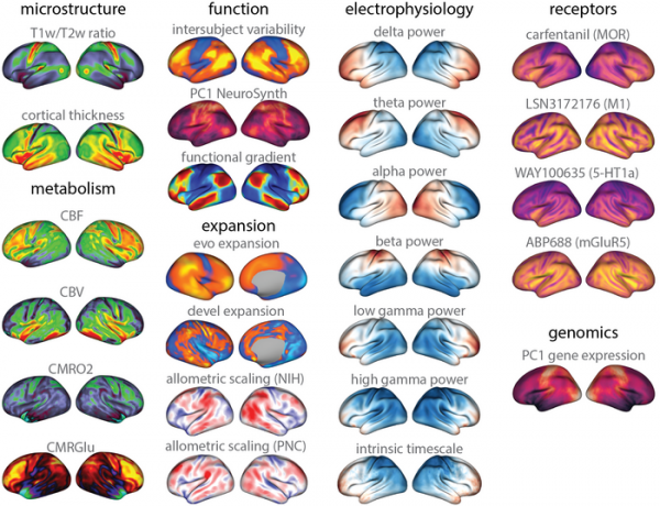 Database Provides Open Access to Multiple Brain Maps