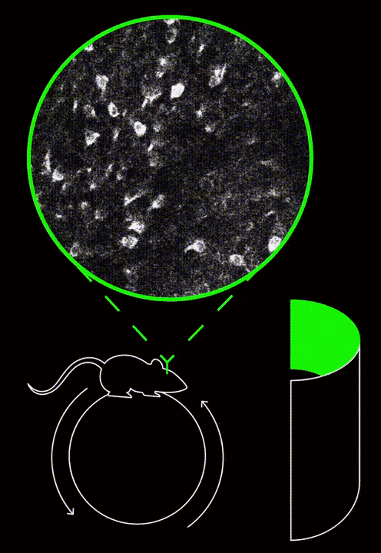 Advanced Brain Imaging Finds “Time Cells” Are Critical for Advanced Learning