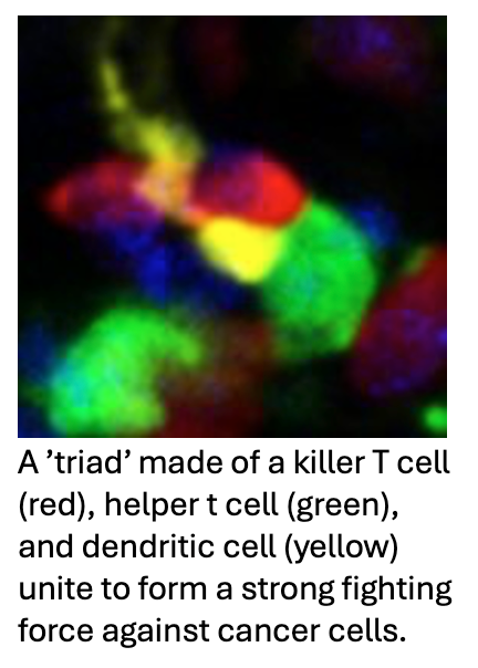 Spatial Arrangement of Three Immune Cells are Key to Attacking Tumors