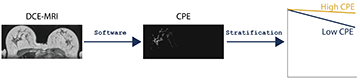 Contralateral parenchymal enhancement on MRI: A potential breast cancer survival biomarker