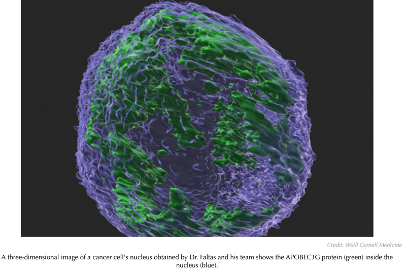 Enzyme That Protects Against Viruses May Promote Tumor Mutation