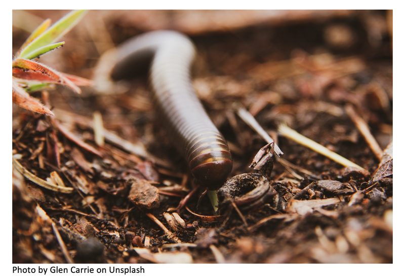 Worm Study Suggests Antioxidants can Extend Radiation Resistance