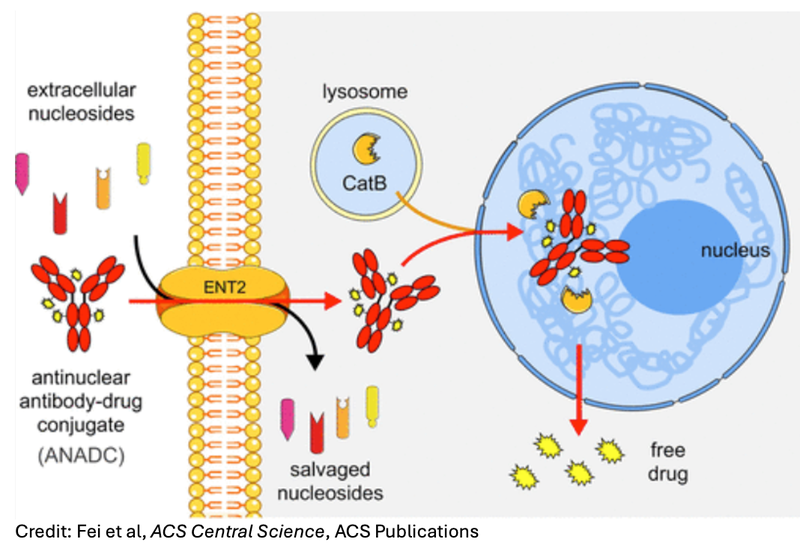 Yale Researchers Develop Potential Stealth Cancer Therapy