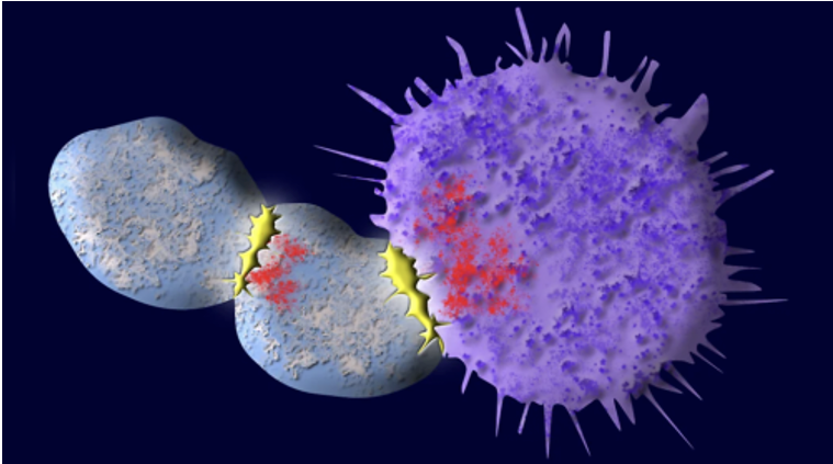 New Gene Editing Strategies Improve CAR-T Cell Therapy
