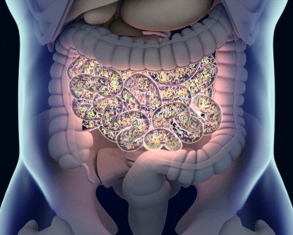 Gut Fungi Influences Immune Response after Radiation Therapy