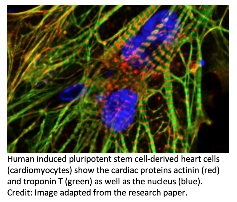 Movement of Mitochondrial Into Nucleus Protects Heart Cells From Chemotherapy