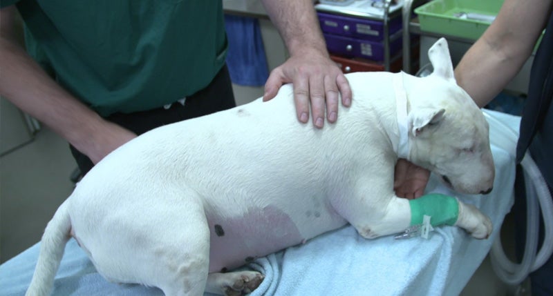 Clinical Trial in Dogs Could Unlock Breakthrough in Pediatric Sarcoma Treatment