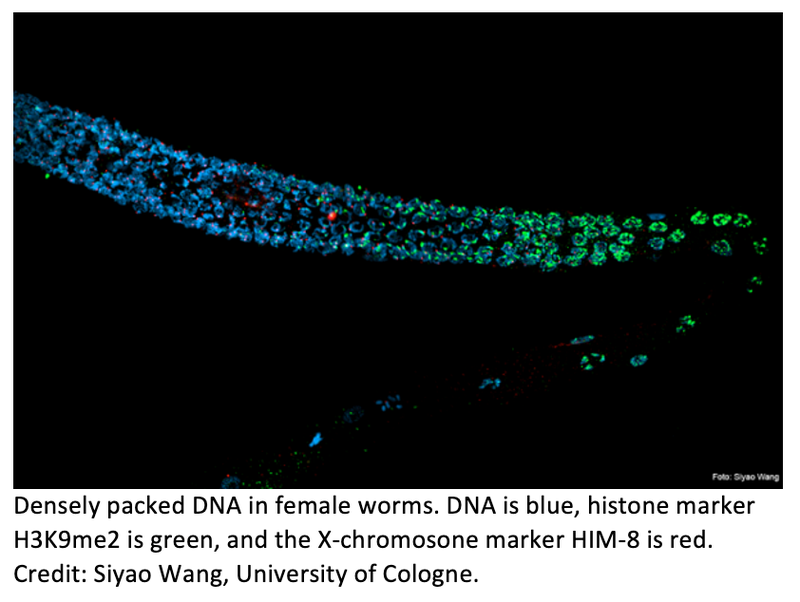 Radiation Damage in Paternal DNA Passed to Offspring
